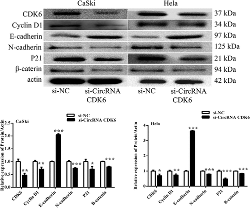 Figure 3. Silencing circCDK6 modulated EMT process of cervical cancer cells. The expression of EMT-related proteins was analysis in (a) HeLa and (b) CaSki cells transfected with si-circCDK6 by Western blotting. The sample size was 40 μg/lane. *p < 0.05, **p < 0.01 and ***p < 0.001 vs. respective control.