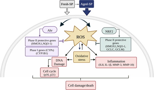Figure 7. A schematic model for fresh- and aged-SP-induced cytotoxicity in lung cells.