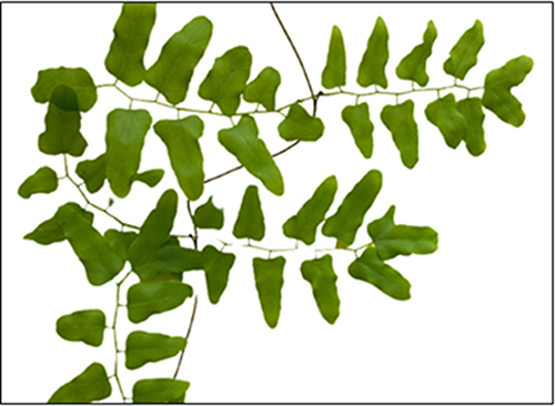 Figure 1 The fern plant Lygodium microphyllum (Lygodiaceae), collected from a rainforest in Samarinda, East Kalimantan, Indonesia.