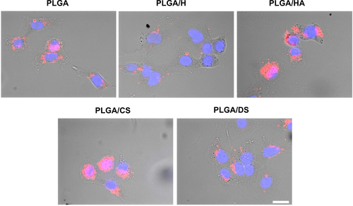 Figure S1 Uptake of glycosaminoglycan-functionalized poly-lactide-co-glycolide (PLGA) nanoparticles by lung epithelial adenocarcinoma (A549) cells after 4 hours of incubation as depicted by overlay of differential interference contrast and fluorescence images.Note: Scale bar: 20 μm.Abbreviations: PLGA/CS, poly-lactide-co-glycolide functionalized with chondroitin sulfate; PLGA/DS, poly-lactide-co-glycolide functionalized with dermatan sulfate; PLGA/H, poly-lactide-co-glycolide functionalized with heparin; PLGA/HA, poly-lactide-co-glycolide functionalized with hyaluronic acid.