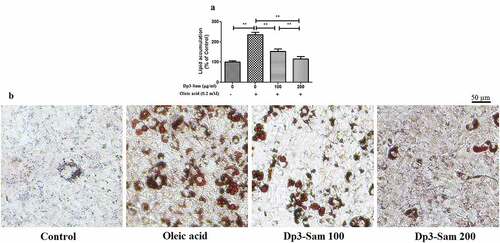 Figure 8. Effect of delphinidin-3-sambubioside (Dp3-Sam) on lipid accumulation in oleic acid-treated HepG2 cells. (a) Lipid accumulation was colorimetrically assayed at 510 nm. (b) Observing the Oil Red O stained cells by a microscope. Scale bar, 50 µm. HepG2 cells were stimulated with oleic acid (0 or 0.2 mM) and treated with different concentrations of DP (100 or 200 µg/ml) for 24 h. Data are reported as the mean ± SEM. * P < 0.05, ** P < 0.01 vs. oleic acid group