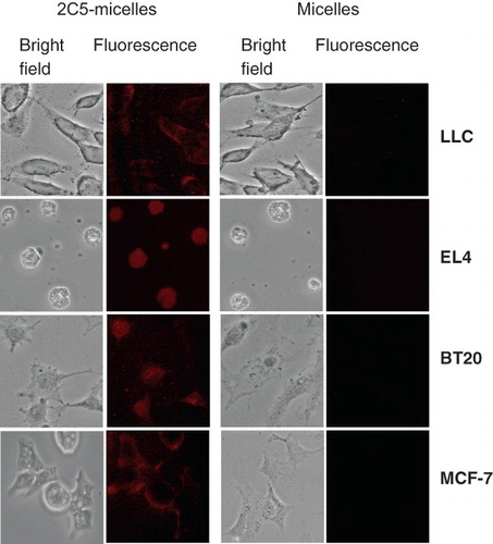 Figure 4. Fluorescence microscopy of the binding of rhodamine-PE-labeled paclitaxel-loaded PEG-PE-based micelles to murine LLC and EL4 cells and to human BT-20 and MCF-7 cells. Cells were grown on cover slips to a confluence of 60–70%, incubated with various preparations for 1 h, washed and mounted cell-side down on glass slides using a fluorescence-free glycerol-based Trevigen® mounting medium. For each pair, left images – phase contrast; right images – fluorescence. Modified from Torchilin (Citation2005a).