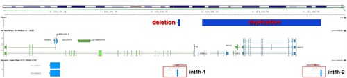 Figure 4. Hypothetical arrangement of the X chromosome in the patient. The deletion occurred in X:154235303-154237171 involving int1h-1. The duplication occurred in X:154259274-154376426 involving int1h-2.