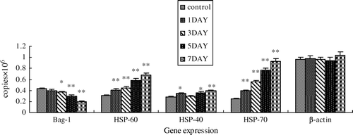 Figure 3.  Analysis of the real-time PCR results. Changes of the mRNA levels of Bag-1, Hsp60, Hsp40 and Hsp70 in mouse testes of normal mouse testes (0 d) and those after heat treatment (1, 3, 5 and 7 d), normalized to β-actin. Error bars represent the standard deviation of mean values. Asterisks indicate a significant difference from the control (0 d) (*P<0.05; **P<0.01) .