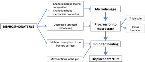 Figure 11. Hypothesis on the series of events leading to atypical femoral fracture.