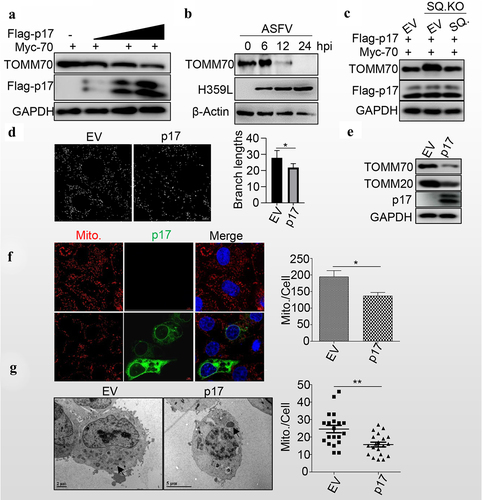 Figure 4. P17 promotes mitochondrial degradation.