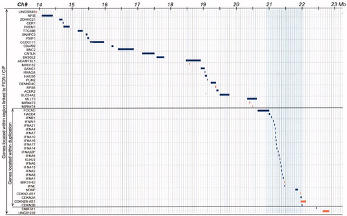 Figure 4. Detailed map of all denoted genes in the 9.7 Mb region of common ancestry and the 1.2 Mb region of duplication. Thus, 22 protein coding genes are within the duplicated gene region. Based on the extension of the duplicated region, one gene, the FOCAD gene (Focadhesin; HGNC: 23377), is predicted to be disrupted by one of the newly introduced breakpoints.