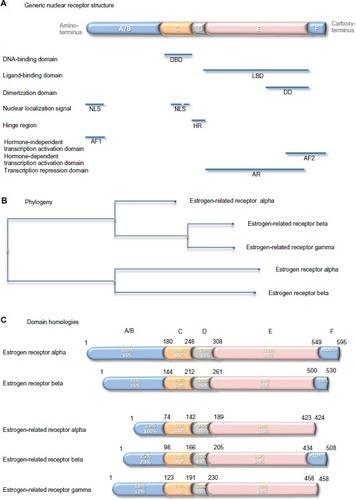 Figure 4 Generic nuclear receptor structure, and estrogen receptor family phylogeny and shared homologies.Notes: Steroid hormone receptors share a conserved five-domain structure (A): domain A/B, which is involved in transcription activation and nuclear localization; domain C, which is the DBD; domain D, which serves as a hinge between the DBD and LBD; domain E, which is the LBD, responsible also for dimerization, transcription activation, and transcription repression; and domain F, which contains part of the second transcription activation domain. Phylogenetic analysis indicates that the genes that encode the five estrogen receptor proteins have evolved from a common precursor gene (B). The estrogen-related receptor alpha is the most distant. The percentage conservation between the estrogen receptor alpha (yellow text) and the other four proteins, and between the estrogen-related receptor alpha (white text) and the other four proteins, is shown for each of the five domains (C).Abbreviations: NLS, nuclear localization signal; AF1, hormone-independent transcription activation domain; DBD, DNA-binding domain; HR, hinge region; LBD, ligand-binding domain; DD, dimerization domain; AR, transcription repression domain; AF2, hormone-dependent transcription activation domain.