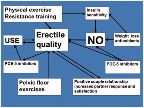 Figure 1. Factors affecting nitric oxide (NO) and erectile quality and their interactions [Citation7].