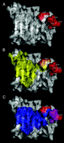 Figure 4. Functional epitope recognized by nimotuzumab. EGFR domain III is shown as a white cartoon with semi-transparent surface. Side chains of the residues contributing to nimotuzumab epitope formation according to mutagenesis studies are represented in red in (A). Relative locations of nimotuzumab and cetuximab epitopes are shown in (B). Domain III residues buried in the interface with cetuximab Fab in the complex (PDB code 1YY9) are colored yellow, while R353, the only residue belonging to both nimotuzumab functional epitope and cetuximab structural epitope, is highlighted in orange. The remaining nimotuzumab epitope residues are colored red. Overlapping between nimotuzumab epitope and ligand binding site is represented in panel (C). The interface between EGFR domain III and EGF and/or TGF-α (residues within 5Å of EGF and TGF-α in receptor/ligand complexes, PDB structures 1IVO and 1MOX respectively) is colored blue. Residues S356, F357, and T358 (highlighted in magenta) are involved in binding of both ligands and nimotuzumab. The rest of the nimotuzumab epitope is shown in red. The figures were generated with Pymol.