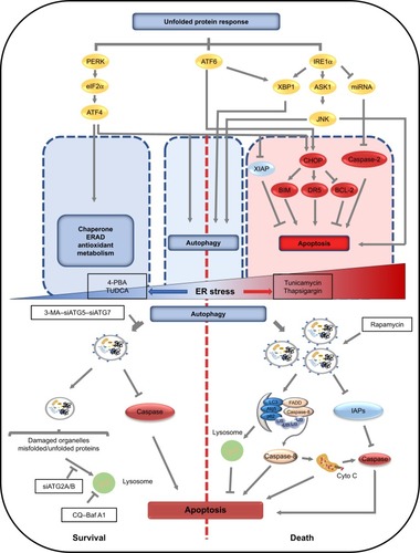 Figure 2 Common upstream signaling pathways of autophagy and apoptosis under ER stress and the mechanisms of autophagy involved in determining cell fate under different intensities of ER stress.Notes: Under ER stress, the unfolded protein response is activated, resulting in activation of PERK and phosphorylation of eIF2α. Selective induction of ATF4 occurs, which can promote the transcription of genes involved in autophagy, apoptosis, molecule chaperoning, ER-associated degradation, and metabolism. Moreover, ATF4 can also activate apoptosis via degradation of XIAP and cooperation with CHOP under prolonged ER stress. IRE1 activates XBP1, ASK1, and molecules downstream of JNK that promote autophagy and apoptosis. Through XBP1 and CHOP, ATF6 can indirectly regulate autophagy or apoptosis. Thus, the effects of ER stress-induced autophagy on cell survival have dual roles including pro-survival and pro-death. On one hand, autophagy can inhibit apoptosis through clearing misfolded/unfolded proteins and damaged organelles and inhibiting or degrading caspases, resulting in protecting cells from damages induced by ER stress. On the other hand, autophagy can serve as a platform for caspase-8 activation and degrade IAPs, which amplifies cell injury induced by ER stress.Abbreviations: ER, endoplasmic reticulum; TMZ, temozolomide.