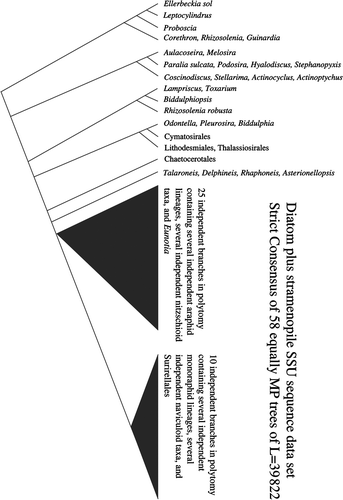 Fig. 1. Strict consensus of 65 unique equally most parsimonious trees calculated from the stramenopile-outgroup and diatom-ingroup analysis (DiatStram dataset). Only relationships among diatoms are shown.