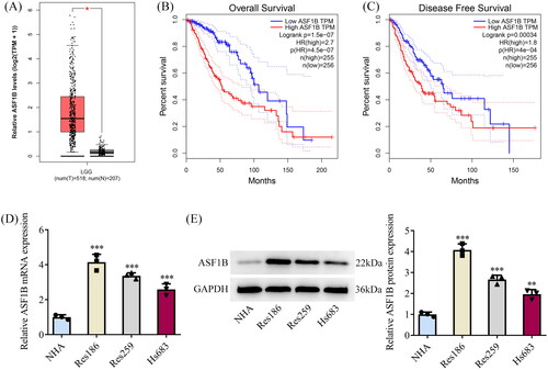 Figure 1. ASF1B is highly expressed in LGG tissues and is associated with poor prognosis of LGG patients. (A) GEPIA database showed that ASF1B was highly expressed in LGG patients. (B) GEPIA database showed that high ASF1B expression was significantly associated with low overall survival rate in LGG patients. (C) GEPIA database showed that high ASF1B expression was significantly associated with low disease-free survival rate of LGG patients. (D and E) RT-qPCR and Western blot were used to detect the expression of ASF1B in LGG cell lines. **p < 0.01, ***p < 0.001 vs NHA.