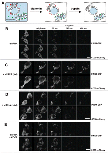 Figure 3 (See previous page). PINK1–66 shows dual targeting to the inner and outer mitochondrial membrane. (A) Outline of the FPP assay analyzing localization and topology of ectopically expressed PINK1-GFP. (B–E) PINK1-GFP was coexpressed with the endoplasmic reticulum (ER)-resident type I membrane protein CD3D-mCherry in HEK293 T-REx cells expressing a PARL-specific shRNA as indicated. Upon expression for 30 h, cells were permeabilized with digitonin to release cytosolic content and subsequently treated with the protease trypsin. PARL knockdown for 3 d (C) and more pronounced for 14 d (D) stabilized PINK1–66 leading to a subpopulation that was susceptible for exogenously added trypsin, as it had been observed upon CCCP treatment (E). Scale bars: 10 μm. See Figure S3 for quantification.