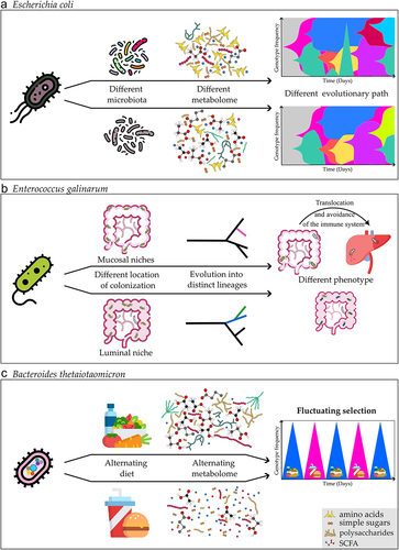 Figure 2. Evolutionary adaptation at the single species level. Different factors affect the evolutionary adaptation of a single bacterium. a) the presence, absence, or differences in composition of other microbiota members (i.e., in E. coli mono-colonized animals versus in the presence of other microbiota members) causes changes in the metabolome, and microbe-microbe interactions which impose different pressures selecting for different evolutionary paths.Citation106 Muller plots (right illustrations on the top panel) represent the emergence of a beneficial mutation that changes in frequency through time (each color corresponds to a single mutation). b) Bacteria colonizing different regions of the gut can select for the evolution into distinct lineagesCitation119 in autoimmune-prone mice Enterococcus gallinarum adapted to different phenotypic lineages while adapting to colonize either luminal or mucosal intestinal niches. Mucosal adapted lineages evolved to better avoid the immune system facilitating bacterial translocation to the liver. c) Different nutritional regimens of the host result in a different gut metabolome, and weekly shifts between different diets result in periodic selection in B. thetaiotaomicron, during which different beneficial mutations peak.Citation105.