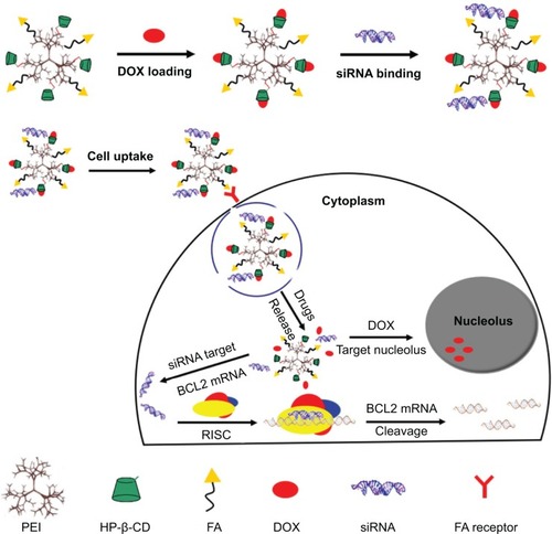 Figure 1 Schematic representation of DOX loading and BCL2 siRNA binding with the tumor targeting co-delivery nanocarrier (FA-HP-β-CD-PEI) for forming nanocomplexes to overcome MDR and enhance apoptosis in MCF-7/Adr tumor cells.Abbreviations: DOX, doxorubicin; siRNA, small interfering RNA; mRNA, messenger RNA; MDR, multidrug resistance; FA, folic acid; HP-β-CD, hydroxypropyl-β-cyclodextrin; PEI, polyethylenimine; RISC, RNA-induced silencing complex.