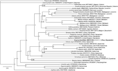 Figure 1. The Bayesian phylogeny (GTR + I + G model, average Potential Scale Reduction Factor (PSRF) = 1, average deviation of split frequencies = 0.001523) of the Smyrna blomfildia mitogenome, 37 additional mitogenomes from within family Nymphalidae, including outgroup species Polyura arja (Charaxinae) and Coenonympha tullia (Satyrinae) (Alexiuk et al. Citation2020; Hamilton et al. Citation2020; Lalonde and Marcus Citation2020; Payment et al. Citation2020; Lalonde Citation2021), produced by 10 million MCMC generations in MrBayes, with sampling every 100 generations, and after discarding the first 250,000 generations as burn-in. At each node, the Bayesian posterior probability values determined by MrBayes are given.