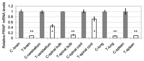 Figure 4 Relative bPRNP mRNA levels (PRNP/GAPD) in several organs of the transgenic calf as revealed by qRT-PCR. Gray columns show the control levels expressed as unity. Blank columns show those of the transgenic calf. Bars show the standard deviation of the mean. Asterisks denote a statistically significant difference from the control at less than a 5% (*) or 1% (**) level.