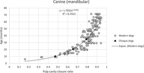 Figure 6. Linear regression of mandibular canine pulp cavity closure ratios to age in months of Moxviquil and Tenam Puente specimens.