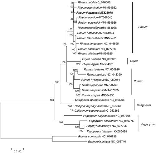 Figure 1. Phylogenetic tree of 28 species based on complete chloroplast genome sequences using NJ (with 1000 replicates) method. The numbers below the branches indicate the corresponding bootstrap support values from the NJ tree. Ricinus communis (NC_016736) and Euphorbia lathyris (NC_052746) are outgroups.