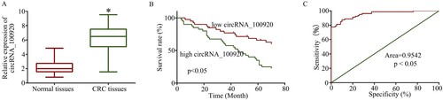 Figure 2. Clinical significance of circRNA_100920 in indicating CRC progression. A. CircRNA_100920 was overexpressed in 80 pairs of cancerous tissues compared with adjacent normal tissues. B. This panel showed the Kaplan–Meier survival curve relative to circRNA_100920 expression levels. C. The receiver operating characteristic (ROC) curve analysis revealed circRNA_100920 could become a potential biomarker. *p<0.05.