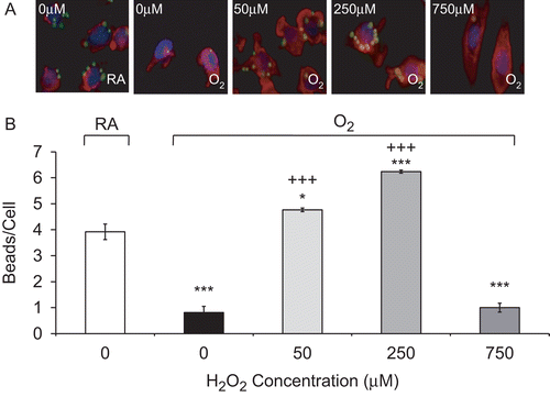 Figure 3.  H2O2 rescues prolonged hyperoxia-impaired phagocytosis. RAW 264.7 cells were exposed to 95% O2 for 48 h or remained in normoxia (RA), then treated with various concentrations of H2O2 for 1 h, and incubated with FITC-labeled latex beads (green). Cells were stained with rhodamine phalloidin (red) and DAPI (blue) to visualize the cells and nuclei in the fields. (A) Immunofluorescence micrographs of RAW cells (magnification 400×). Each image represents those from three independent experiments. (B) Quantification of the phagocytic efficiency of RAW cells. At least 100 cells per slide were counted. Each value represents mean ± SE, in triplicate of three independent experiments. Value is significantly (*p ≤ 0.05, **p ≤ 0.01, ***p ≤ 0.001) different from normoxia (RA) samples; value is significantly (+++p ≤ 0.001) different from 95% O2 samples.