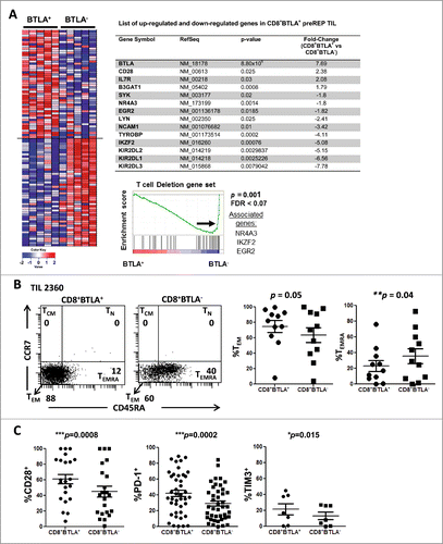 Figure 1. CD8+BTLA+ TIL exhibit a less differentiated, more activated phenotype than their CD8+BTLA− counterparts. (A) Enrichment analysis of a global set of genes from CD8+ BLTA+ or BTLA− subsets. The top 50 genes that are immunologically relevant in either the BTLA+ or BTLA− subset are shown, ranked by enrichment scores using gene-set enrichment analysis (GSEA). Each row represents 1 gene and each column represents 1 sample of sorted CD8+ BTLA+ or BTLA− subset from 1 patient. TIL were isolated from melanoma metastases, cultured with 3,000 IU/mL IL-2 for 3 wks and stained for expression of CD8, BTLA, CD45RA, CCR7, CD28, CD27, PD-1, TIM3, granzyme B and perforin. Dead cells were excluded using Aqua® live/dead dye. (B, left panel) CD45RA and CCR7 expression on the CD8+BTLA+ (left dot plot) and CD8+BTLA− (right dot plot) populations on a representative TIL from patient 2360. (B, right panel) A summary of CD45RA and CCR7 expressions within each CD8+BTLA+ or CD8+BTLA− subset (n=11). Differentiation subsets are defined as follows: TN: CD45RA+CCR7+; TCM: CD45RA+CCR7+, TEM: CD45RA−CCR7−, TEMRA: CD45RA+CCR7−. The results are the percentages of TEM or TEMRA subsets within each gated CD8+ BTLA+ or BTLA− subset. TN and TCM are omitted because no significant populations were found. (C) Summary of the expression of surface markers CD28, PD-1, and TIM3 by the CD8+BTLA+ and CD8+BTLA− subsets (n ranges from 6–42 per marker). Statistical significance between the subsets was determined using Wilcoxon signed-rank test.