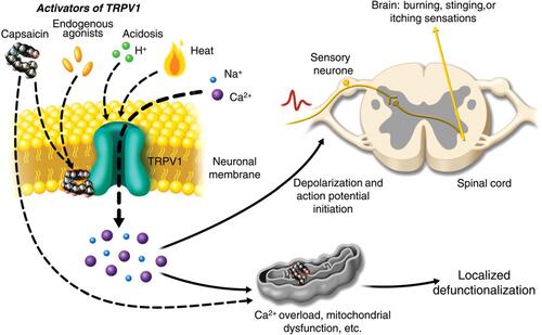 Figure 1 Mechanism of action of capsaicin in treatment of localized peripheral neuropathic pain. Activation of transient receptor potential vanilloid-1 (TRPV1) by capsaicin results in sensory neuronal depolarization, and can induce local sensitization to activation by heat, acidosis, and endogenous agonists. Topical exposure to capsaicin leads to the sensations of heat, burning, stinging, or itching. High concentrations of capsaicin or repeated applications can produce a persistent local effect on cutaneous nociceptors, which is best described as “defunctionalization” and constituted by reduced spontaneous activity and a loss of responsiveness to a wide range of sensory stimuli. .Reproduced from Anand P, Bley K. Topical capsaicin for pain management: therapeutic potential and mechanisms of action of the new high-concentrationcapsaicin 8% patch. Br J Anaesth. 2011;107(4):490–502, Copyright 2011, with permission from Elsevier.Citation19