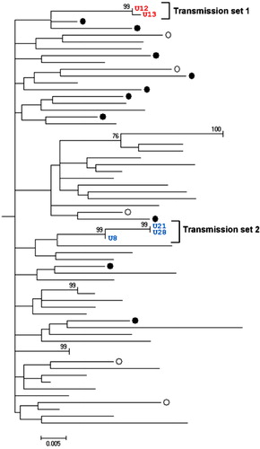 Fig. 4.  Transmissions set 1=red (U12 and U13) and 2=blue (U8, U21 and U28) within Uppsala-Örebro cluster share highly similar sequences within NS3 regions. Maximum likelihood (ML) tree with genotype 1a NS3 sequences displaying Uppsala patients (black rings or numbered) and Örebro patients (white rings). Only bootstrap-values above 60 are displayed.