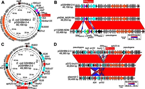 Figure 1 Plasmid analysis of pGSH8M-2–4 and pGSH8M-2–3. (A) Circular representation of pGSH8M-2-4. ORFs were painted with color by predicted gene function; blaNDM-5, red; replication, brown; insertion sequences, light blue; conjugal transfer related genes, orange. (B) Structural comparison of the IncX3 plasmids carrying blaNDM-positive plasmids. A pairwise nucleotide % identity is shown as red (forward orientation) and blue (complementary orientation) between plasmid sequences. pNDM-MGR194 (GenBank ID: KF220657) was first identified IncX3 plasmids carrying blaNDM-5 in Klebsiella pneumoniae in India. p112298-NDM (GenBnak ID: KP987216), IncX3 plasmid carrying blaNDM-1 instead of blaNDM-5, was identified in Citrobacter freundii strain 112298 in China in 2013. (C) Circular representation of pGSH8M-2-3. (D) Structural comparison of the IncX1 plasmids similar to pGSH8M-2-3. blaCTX-M-55 was found in pGSH8M-2-3, not but in pD72-IncX1 (GenBank ID: CP035315) in E. coli D72 isolated from pig in China, and plasmid C (GenBank ID: CP010155) in E. coli D9 isolated from dog.