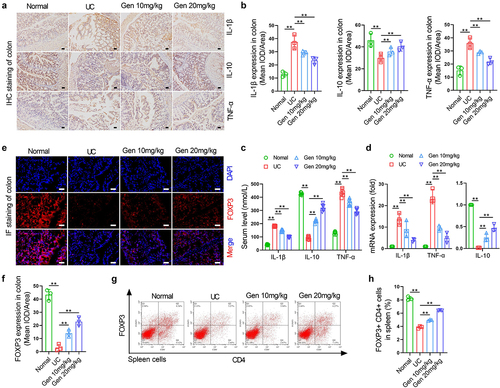 Figure 2. Geniposide improves immune function and decreased inflammation in UC mice. UC model mice were treated with different doses of geniposide (10 mg/kg or 20 mg/kg) for 4 weeks. (a) Representative images of immunohistochemistry of IL-1β, IL-10, and TNF-α in colon tissues of each group of mice. (b) related to A. The mean optical density analysis of IL-1β, IL-10 and TNF-α expression in colon tissues of mice in each group. (c) Serum IL-1β, IL-10, TNF-α levels were detected by ELISA. (d) The IL-1β, IL-10 and TNF-α mRNA expression in colon tissues of mice in each group. (e) Representative images of immunohistofluorescence of FOX3 in colon tissues of each group of mice. (f) related to E. The mean optical density analysis of FOX3 expression in colon tissues of mice in each group. (g) Representative flow cytometry images showing the percentage of CD4-positive and FOX3-positive cells in the spleen cells of each group of mice. (h) related to G. The percentage of CD4 and FOX3 double-positive cells in mouse spleen cells was calculated. A-B and D-H n = 3. C, n = 6. *p < 0.05, **p < 0.01.