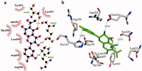 Figure 6. The interactions of bovine serum albumin with compound 1. Detailed interactions of compound 1 with active sites of the enzyme in 2D (a) and 3D (b).