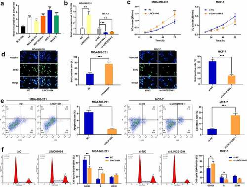 Figure 2. LINC01094 has effects on cell proliferation, cell cycle progression and apoptosis