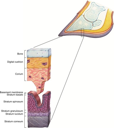 Figure 1 Histology of the corium and epithelium of the bovine claw.