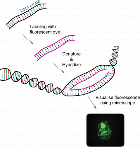 Figure 1  Schematic of fluorescent in situ hybridisation (FISH). A fluorescently labelled complementary DNA or RNA probe binds to a specific target. Fluorescent microscopy is used to visualise where the fluorescent probe binds. The photo shows a fluorescein-labelled species-specific oligonucleotide probe, targeted against rRNA in a New Zealand native starfish.