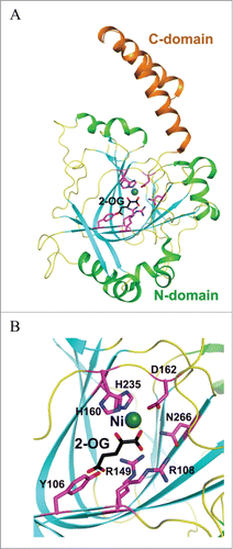 Figure 11. Crystal structures of human TYW5. (A) Structure of hTYW5 in complex with Ni2+ and 2-oxoglutarate (PDB id : 3AL6). The two domains are depicted with different colors. Ni ion is shown as a dark green sphere, whereas 2-oxoglutarate (2-OG) and side chains of residues in the active site are shown with stick models. (B) The active site of TYW5. The side chains of invariant residues in the active site, Ni ion, and 2-OG are depicted as stick models and are labeled.