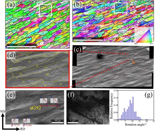 Figure 2. Typical area tracked in the surface region: (a) EBSD RD-IPF map at ϵp = 0; (b) EBSD RD-IPF map at ϵp = 0.16; (c) surface morphology under SEM (mosaic of ∼150 SEM images with an overlap of ∼25%); (d) magnified SEM image showing planar slip traces at ϵp = 0.16 in the area highlighted by the white rectangles in (a) and (b); (e) planar slip traces in a representative grain; (f) dislocation image under TEM, zone axis ≈[110], g=[1¯11¯]; (g) Statistics on grain rotation angles during tension (from ϵp = 0 to ϵp = 0.16). The blue line and the red arrow in (e) represent the calculated slip trace and the slip direction. The Schmid factors (SF) of the slip systems are given under the corresponding cubes.