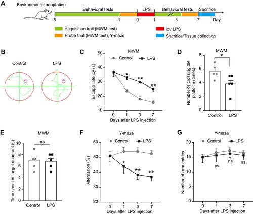 Figure 1 Effect of LPS on spatial learning and memory ability of rats in MWM test and Y-maze test. (A) Experimental protocol and timeline. (B) Representative swimming path on day 7 after LPS injection in MWM test. Effect of LPS on (C) escape latency, (D) number of crossing the platform, and (E) time spent in the target quadrant in MWM test. Effect of LPS on (F) alternation and (G) number of arm entries in Y-maze test. Data were presented as mean ± SEM. n = 5 per group. *p < 0.05, **p < 0.01.