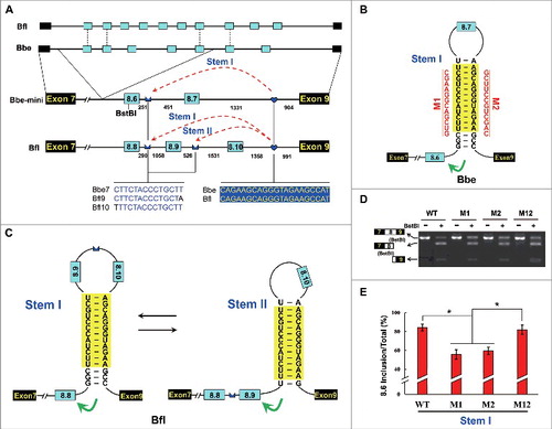 Figure 5. The RNA-pairing-directed mechanism is conserved in Chordates. (A) Overview of partial genomic organization and minigene constructs of the Branchiostoma MRP1 gene. Constitutive exons (black boxes), alternative exons (blue boxes), conserved intronic elements IE1 and IE2 (blue), and introns (line) are indicated. Below are sequences of identical intronic elements (IE) in B. belcheri (Bbe) and B. floridae (Bfl) with spacings as indicated (nt). The dashed arrow represents RNA-RNA interactions. (B) Predicted RNA pairing of B. belcheri MRP pre-mRNA. Mutations introduced into the dsRNA stem are indicated on the left or right as mutated sequences (M1–M2). (C) Predicted mutually exclusive RNA pairings of B. floridae MRP pre-mRNA. (D) Effects on exon 8 inclusion of disruptive single mutations (M1 and M2) and compensatory double mutations (M12). (E) Effects of mutations on alternative exon 8 selection. Data are expressed as a percentage representing the mean ± SD of 3 independent experiments. *P < 0.05 (Student's t-test).