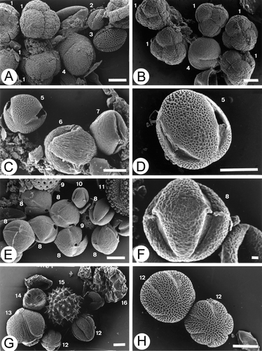 Figure 8 A, B. SEM micrographs of pollen in heather(Erica arborea) honeys: (A) Sample 7.01; (B) Sample 13.01; C & D. SEM micrographs of pollen in “tagasaste” (Chamaecytisus proliferus‐type) honeys, sample 2.00; E, F. SEM micrographs of pollen in Fabaceae (Genistea sp.) honey, sample 8.01; G, H. SEM micrographs of pollen in Lamiaceae Origanum vulgare ssp. virens‐type (“thyme”: Micromeria hyssopifolia) honey, sample 5.02. (1) Erica arborea; (2) Raphanus raphanistrum‐type; (3) Brassica‐type; (4) Rumex sp.; (5) Chamaecytisus proliferus‐type; (6) Prunus‐type; (7) Aeonium‐type; (8) Genisteae sp.; (9) Others Amaranthaceae‐Chenopodiaceae; (10) Castanea sativa; (11) Ilex canariensis; (12) Origanum vulgare ssp. virens‐type: Micromeria hyssopifolia; (13) Euphorbia obtusifolia; (14) Plantago sp.; (15) Galactites tomentosa‐type; (16) Bituminaria bituminosa. Scale bars – 1 µm (F); 10 µm (A‐E & G, H).