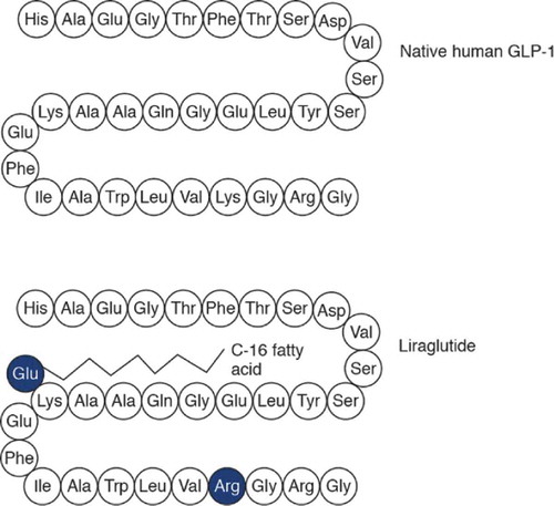 Figure 1. Amino acid structure of native human GLP-1 and liraglutide [Citation16].