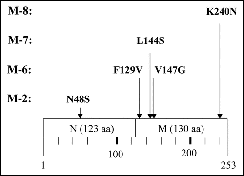 Figure 6 Amino acid replacement expected from detected base substitutions. Boxes represent the N and M domains of Sup35NM, and numbers below the boxes indicate amino acid positions in Sup35NM.