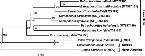 Figure 1. Multilocus Bayesian DNA phylogeny of the Cottoidei based on the nucleotide sequences of the 13 mitochondrial protein-coding genes. Posterior probabilities with 200,000 generations were shown next to nodes.