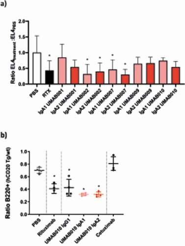 Figure 6. In vivo efficacy of CD20 antibodies. (a) EL4-CD20 intraperitoneal model. CD89 Tg and NTg C57bl/6 j mice were injected IP with EL4-CD20 cells and 16 h later were treated with 100 µg of CD20 antibodies or phosphate-buffered saline (PBS). After 24 h, the number of tumor cells in the peritoneal wash was determined by flow cytometry via TrueCount tubes (4–12 mice per group, data of two pooled independent experiments are shown). Asterisks indicate a statistically significant difference compared to the PBS-treated group. (b) CD89 Tg and NTg C57bl/6 j mice were i.v. injected with huCD20+ and CD20- murine splenocytes labeled with a with either a high or low concentration of CellTrace Violet. After 24 h, mice were injected intravenously with 37.5 µg of IgG1 or 150 µg of IgA antibodies to correct for differences in half-life. After 16 h, spleens were isolated and the ratio of huCD20+ and huCD20- murine B220+ splenocytes was determined by flow cytometric analysis. Asterisks indicate statistically significant differences compared to the PBS-treated group.