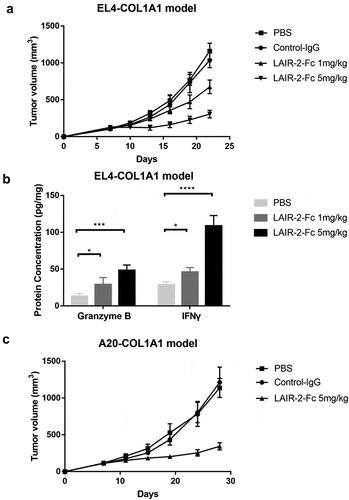 Figure 6. Tumor lysis by LAIR-2 fusion protein in immune competent mice. (a) Effect of the LAIR-2 fusion protein on the growth of murine lymphoma cell line EL4 transfected with human COL1A1 gene in C57BL/6 J mice. EL4-COL1A1 cells were mixed in solubilized basement membrane matrix and injected subcutaneously into female mice (n = 6–8/group). Proteins were administered by i.v. injection on days 0, 4, and 8. Animals were monitored for tumor growth. Tumor volumes are plotted as the mean ± SEM. (b) IFNγ and granzyme B protein concentrations measured in T cells isolated from EL4-COL1A1 tumors after treatment (n = 5 biological replicates). (c) A20- COL1A1 cells were injected subcutaneously into female BALB/c mice (n = 6–8/group). LAIR-2 fusion protein or IgG control were injected intravenously on days 0, 4, and 8. Animals were monitored for tumor growth. Tumor volumes are plotted as the mean ± SEM. *P < .05, ***P < .001 and ****P < .0001