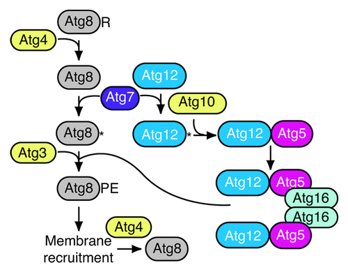 Figure 1. Schematic outline of the Atg8 and Atg12 conjugation systems.