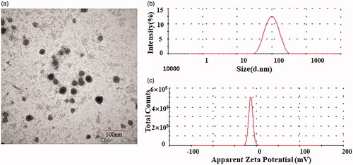 Figure 2. TEM image (a), particle size distribution (b), and potential distribution (c) of F7-TPT-TSL.
