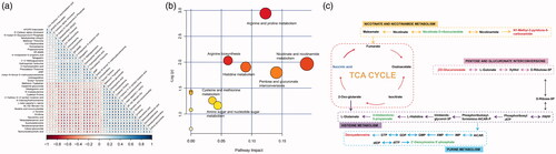 Figure 5. Analysis of potential biomarkers and related metabolic pathways. (a) Pearson rank correlation analysis between the 38 potential biomarkers. The red and blue colour saturation represents the positive and negative correlation coefficients, respectively, between the markers. (b) Summary of the altered metabolism pathways determined with MetPA. The size and colour of each circle are based on the pathway impact value and p-value, respectively. (c) Network of the identified key biomarkers and pathways of BUT and AMY treatment according to the KEGG pathway database. The metabolites coloured green represent common metabolites in “BUT” and “AMY.” TCA: tricarboxylic acid cycle; BUT: n-butanol extract group; AMY: amygdalin extract group.