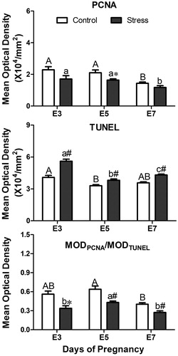 Figure 8. Effects of restraint stress on proliferation and apoptosis in the uterus during mouse embryo implantation. Data are mean ± SEM (n = 10 mice per group). Different uppercase letters represent significant differences among E3, E5 and E7 in the control group (p < 0.05), and different lowercase letters represent significant differences among E3, E5 and E7 in the stressed group (p < 0.05) (two-way ANOVA followed by Duncan post hoc test). *p < 0.05 and #p < 0.01 denote significance compared to the corresponding control group (independent samples t-test). E3: Embryonic day 3; E5: Embryonic day 5; E7: Embryonic day 7. MOD: Mean optical density.