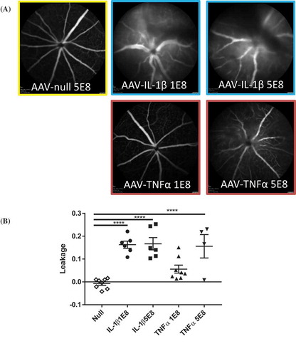 Figure 4a. AAV–IL-1β or AAV–TNF-α compromised retinal barrier function and damaged retinal layers. (A) SLO images of eyes injected with AAV-null (5E8 vg/eye), AAV–IL-1β, or AAV–TNF-α (1E8 and 5E8 vg/eye) following fluorescein injection. (B) Quantification of retinal leakage. Each symbol represents an eye sample. (C) OCT images of AAV-null- (5E8), AAV–IL-1β-, or AAV–TNF-α (1E8 and 5E8)-injected eyes. Images are representatives of each experimental group (n = 4 to 8 mice).